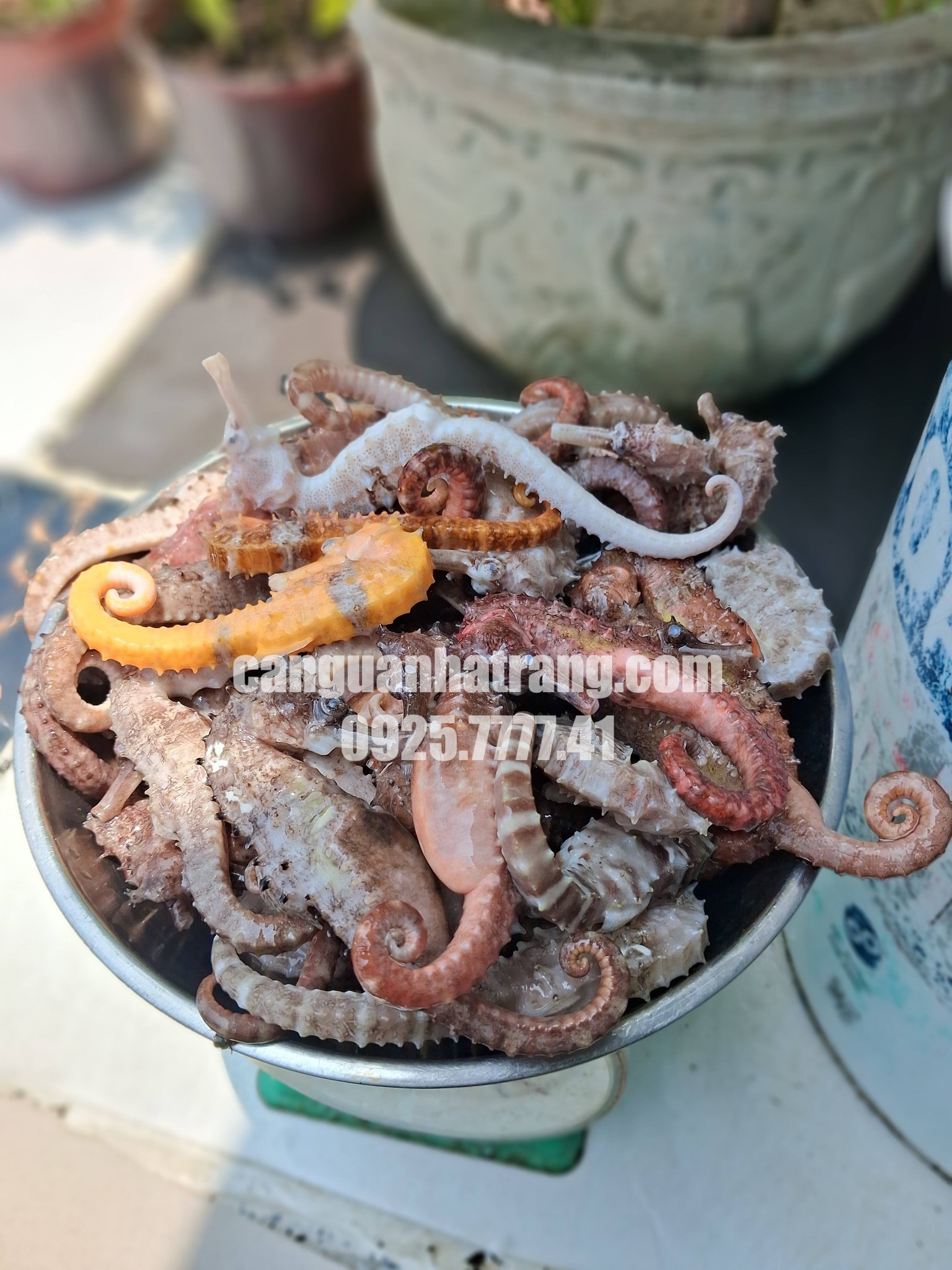 Tỷ lệ cá ngựa ngâm rượu bao nhiêu là đủ