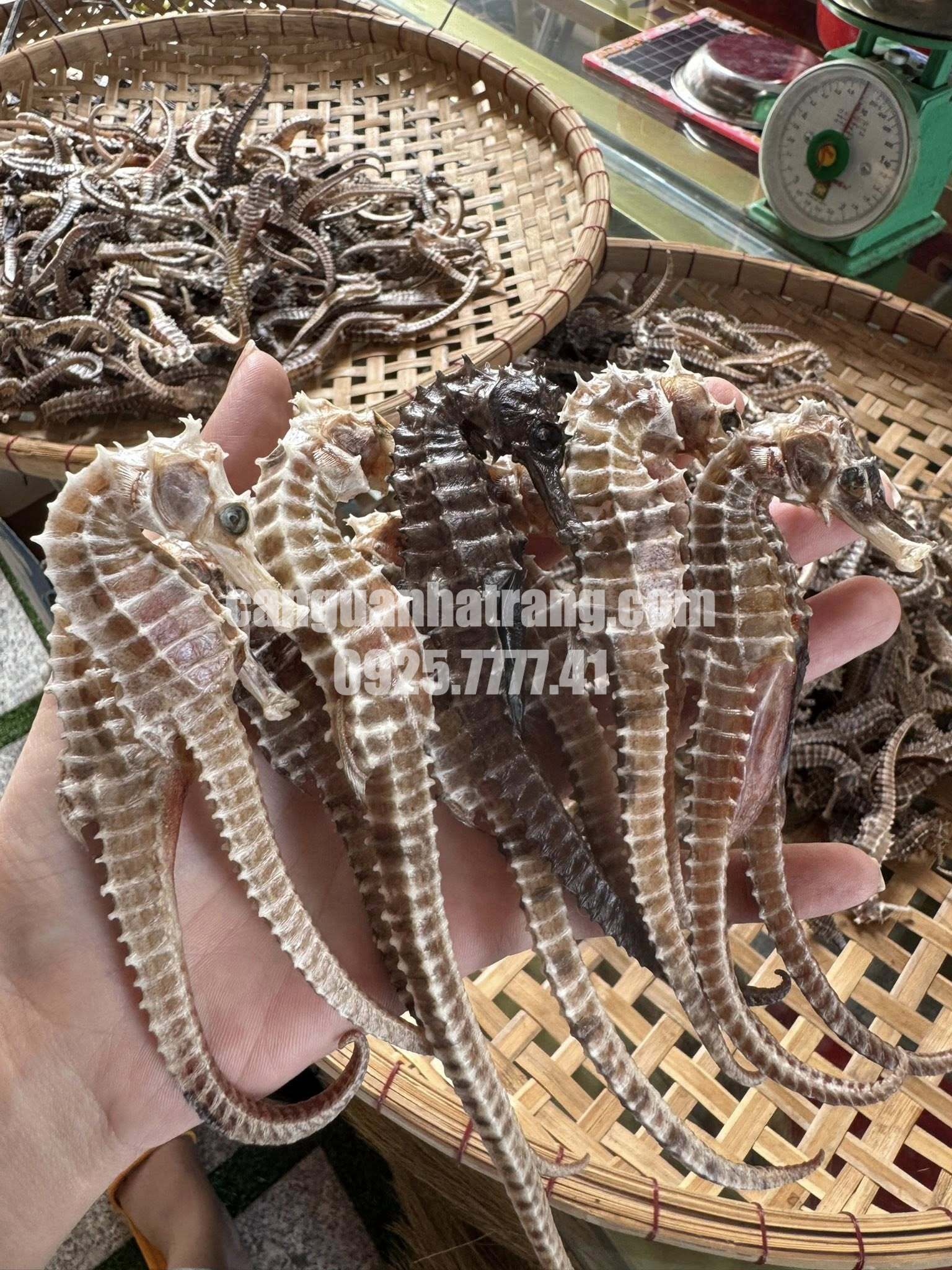 Cách bảo quản cá ngựa khô đúng cách
