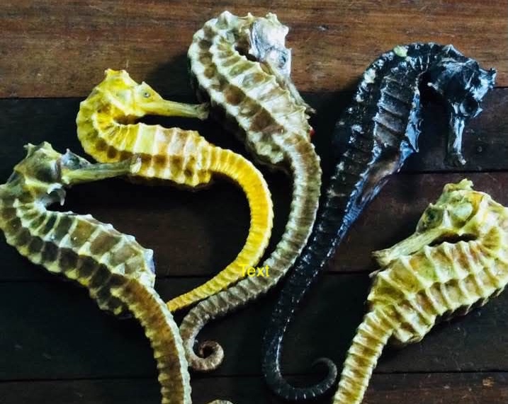 Tác dụng của cá ngựa đại dương