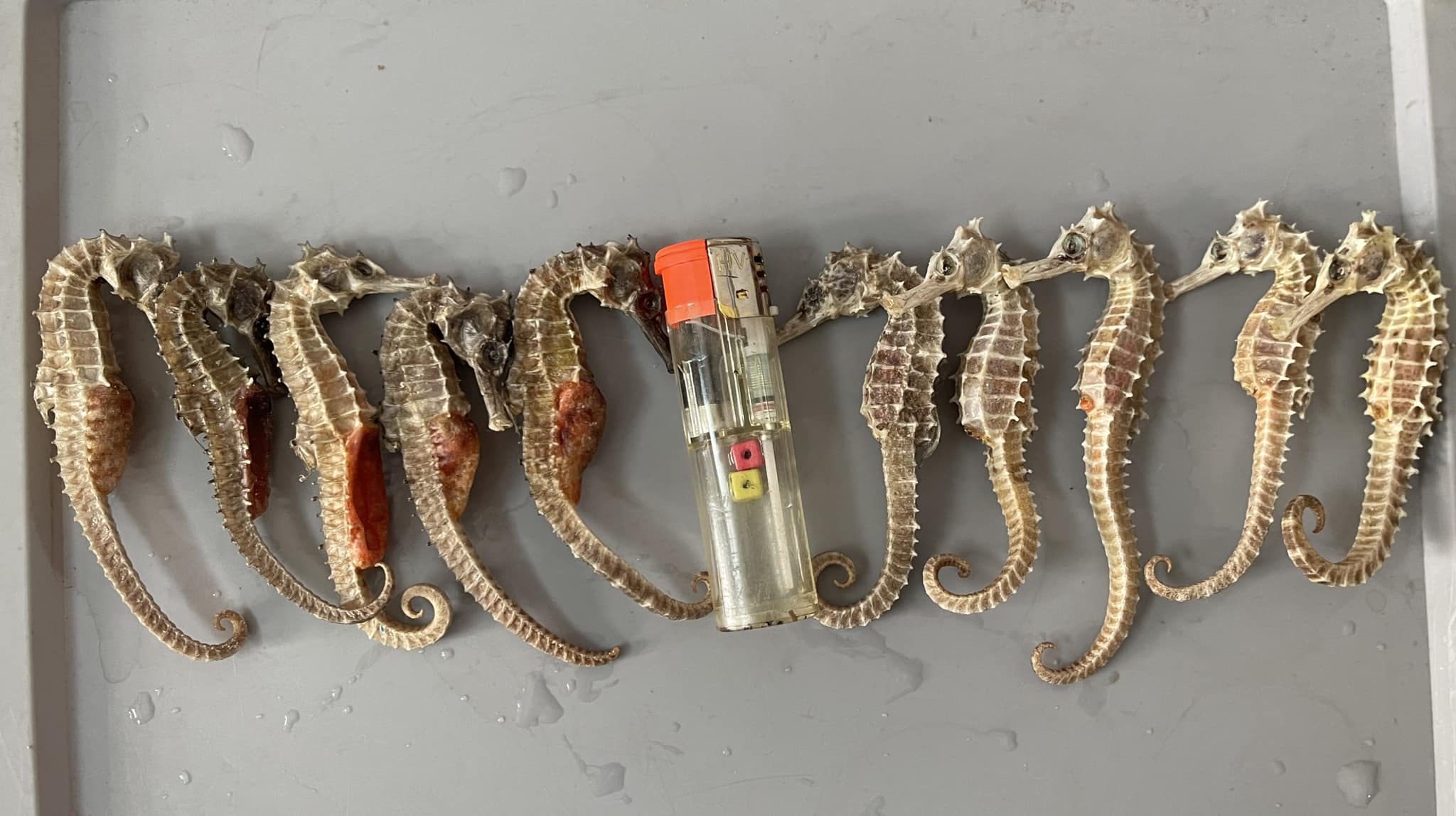 Địa chỉ bán cá ngựa uy tín tại Nha Trang