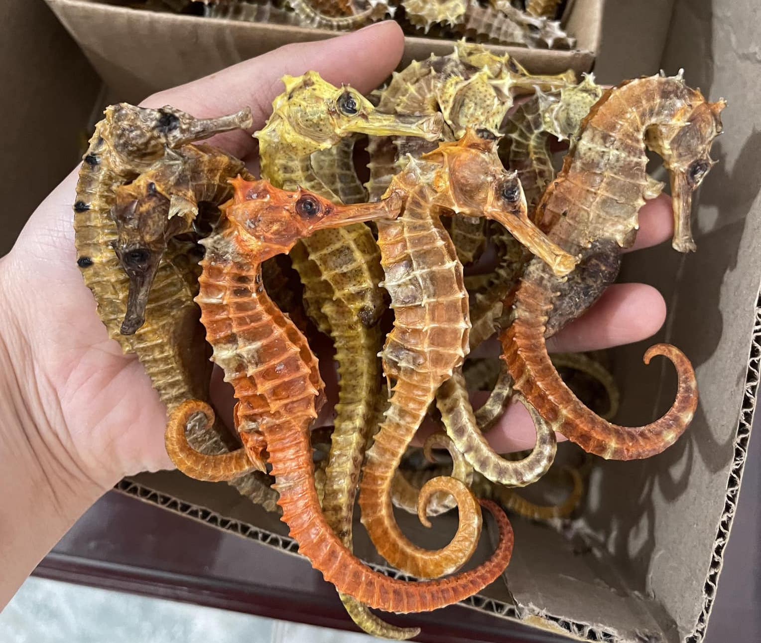 Cách ngâm rượu cá ngựa đúng cách